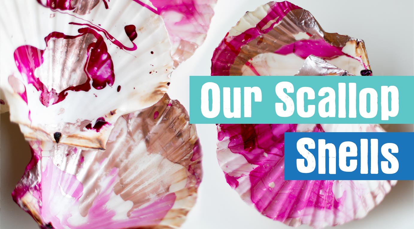 /Our-Scallop-Shells.jpg