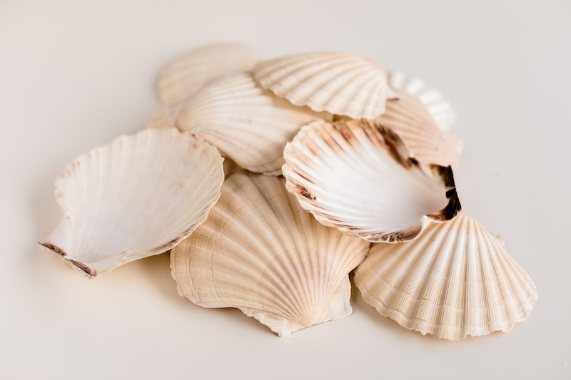 Scallop Shells for Crafts Natural Seashells for Serving Food Large Natural  6pcs