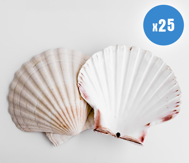 Our shells are ideal as serving dishes, craft projects or wedding gifts.